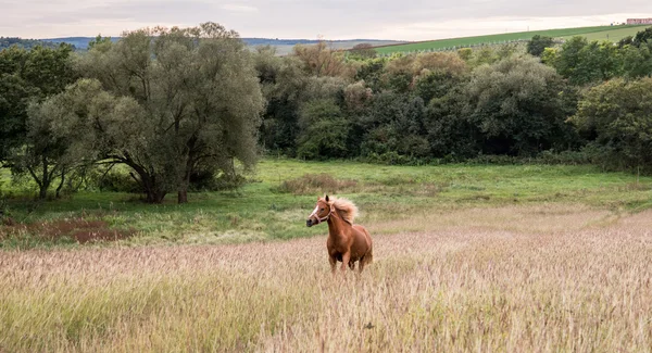 Bellissimo cavallo correre da solo nella natura — Foto Stock