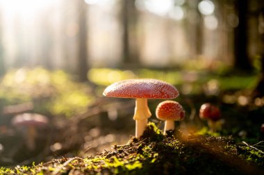 Çam ormanında Uçan Agarik veya Kırmızı Zehirli Mantar