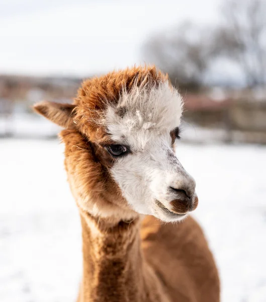 Alpaca Poprtrait Fundo Inverno Nevado — Fotografia de Stock