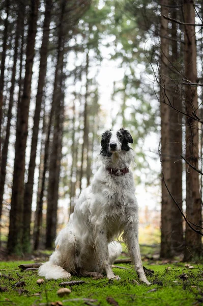 緑の松林の中のロシアのオオカミの犬 — ストック写真