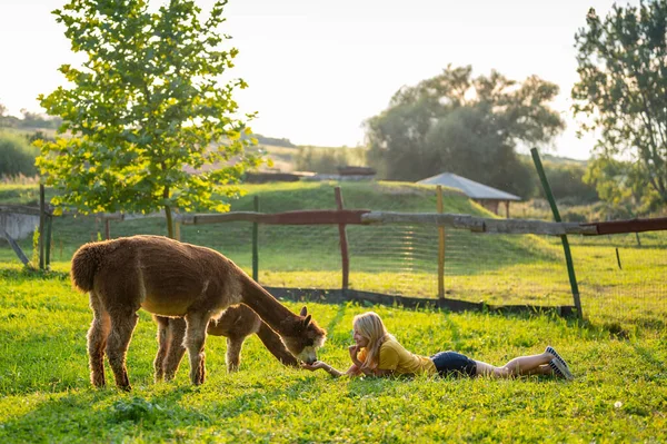 Donna Alla Fattoria Alpaca Con Alpaca — Foto Stock