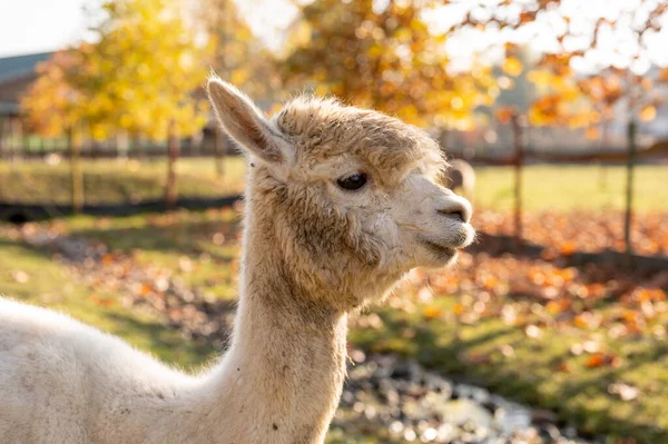 Alpaca Porträtt Naturlig Bakgrund — Stockfoto