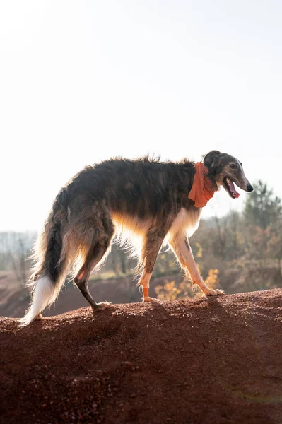 ロシアのオオカミ狩り犬 岩の上のBorzoi — ストック写真