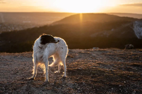 ロシアのオオカミ狩り 日没時に岩の上にBorzoi犬 — ストック写真