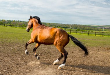 Genç aygır çalışan ve bir alan üzerinde atlama