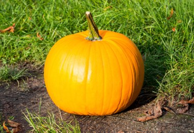 kabak ve yaprakları yaprakları ve Sonbahar sezonu dekorasyon