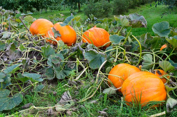 Bahçede büyüyen büyük turuncu balkabakları
