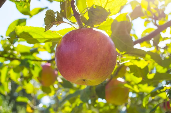 Manzana en árbol —  Fotos de Stock