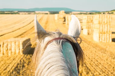 Head of a horse against the sky from rider's view clipart