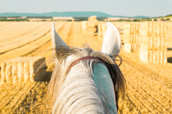 Head of a horse against the sky from rider's view