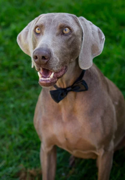 Elegant weymaraner dog in tie
