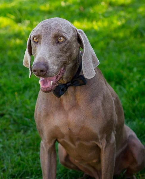 Elegant weymaraner dog in tie