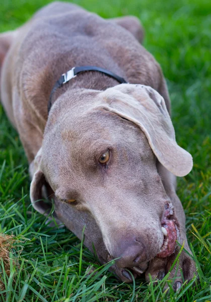 Bonito cão deitado depois de jogar — Fotografia de Stock