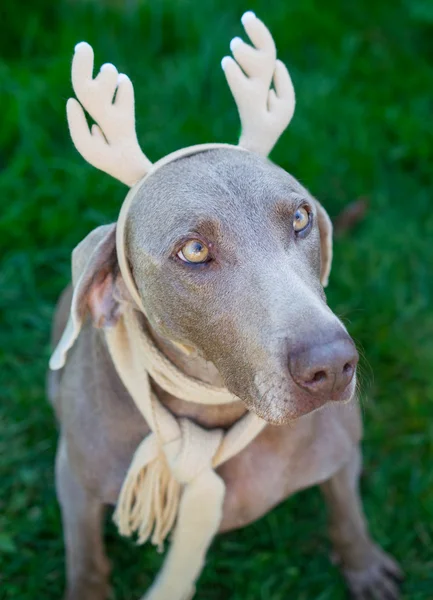 Weymaraner vizsla köpek Ren geyiği boynuzları