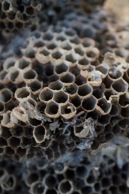 eşekarısı yuvası