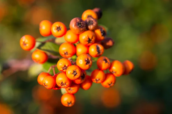 Cotoneaster bush in autmn — Stock Photo, Image