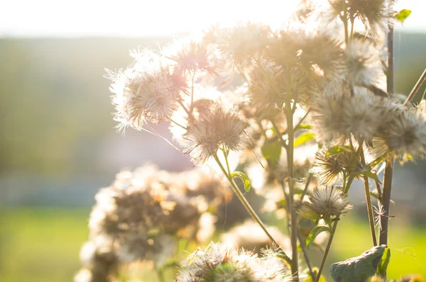 Fall in my garden - autmn flower in sunlight — Stock Photo, Image