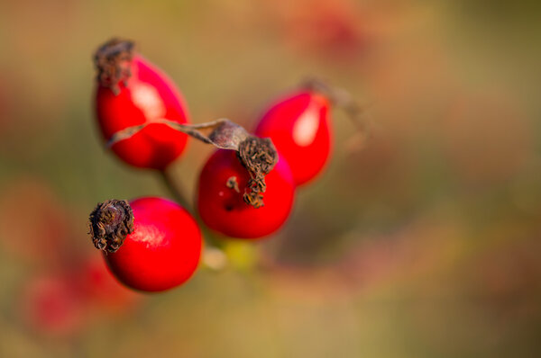 Rosehip berries on the twig, natural autumn