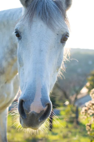 日光の下で灰色の馬 — ストック写真