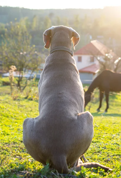 Weymaraner cão olhando para cavalos — Fotografia de Stock
