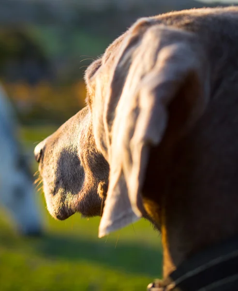 馬を見て Weymaraner 犬 — ストック写真