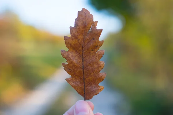 Hoja en mano en otoño — Foto de Stock