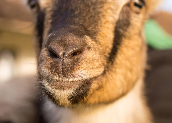 Feliz nariz e cabeça de cabra — Fotografia de Stock
