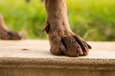 Köpek bacak - weimaraner