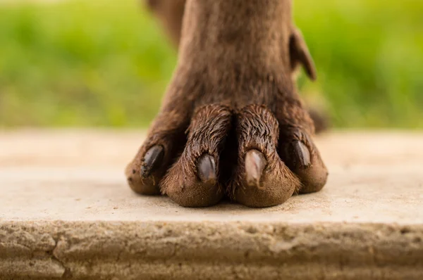 犬の脚・ ワイマラナー — ストック写真