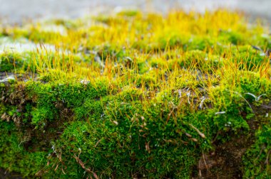 Kayanın üzerinde yosun - yakın çekim