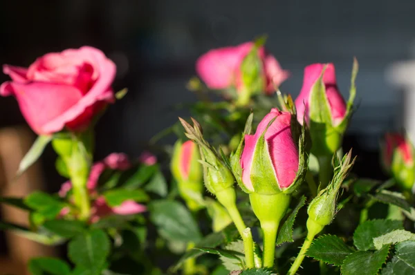 Розовая роза и бутон розы в весенних лучах солнца — стоковое фото