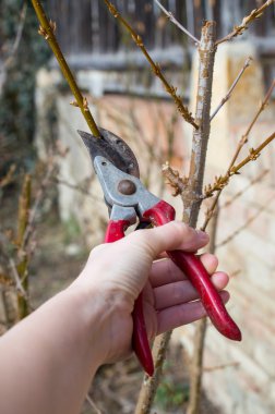 budama şube ile secateurs