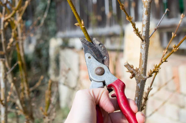 budama şube ile secateurs