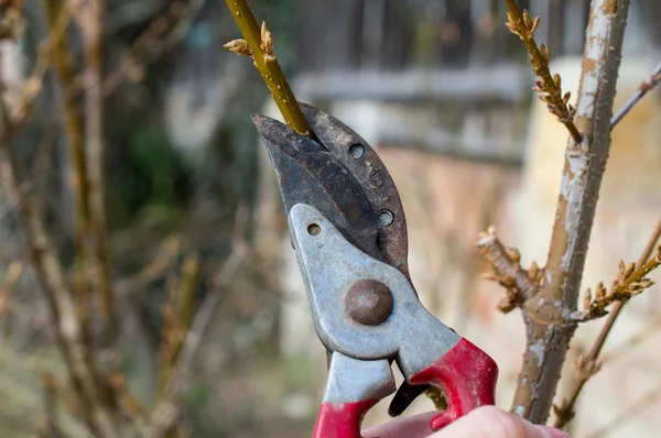 budama şube ile secateurs