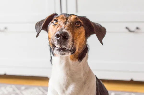 カーペットに笑みを浮かべて、自宅の犬 — ストック写真