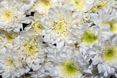 Güzel çiçeklerin arkaplanı. Kapat.. 