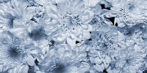 นหล งของดอกไม สวยงาม — ภาพถ่ายสต็อก