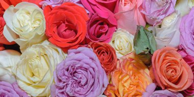 Güzel çiçeklerin arkaplanı. Panorama. Kapat.. 