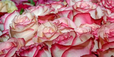 Güzel çiçeklerin arkaplanı. Panorama. Kapat.. 