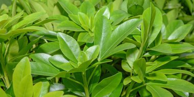 Yeşil yaprakların doğal arka planı. Kapatın. Panorama.