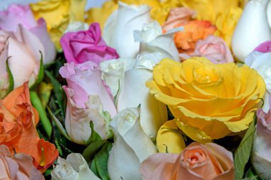 Güzel çiçeklerin arkaplanı. Kapat.. 