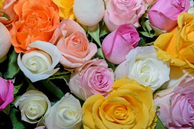 Güzel çiçeklerin arkaplanı. Kapat.. 