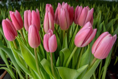 Yeşil yapraklar ve genç lalelerden oluşan bir zemin üzerinde aynı türden laleler. Çiçek açan laleler. Seçici odaklanma. Kapat.. 