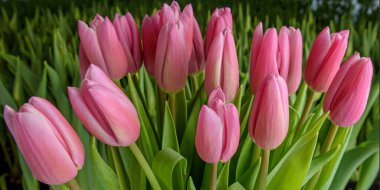 Yeşil yapraklar ve genç lalelerden oluşan bir zemin üzerinde aynı türden laleler. Çiçek açan laleler. Seçici odaklanma. Kapat.. 