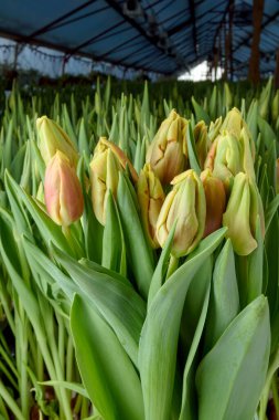 Yeşil yapraklar ve genç lalelerden oluşan bir zemin üzerinde aynı türden laleler. Çiçek açan laleler. Seçici odaklanma. Kapat..