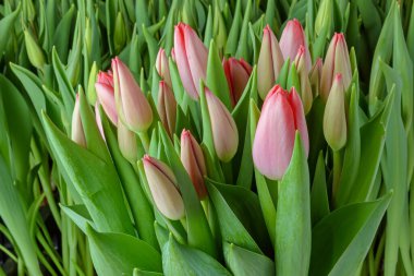 Yeşil yapraklar ve genç lalelerden oluşan arka planda aynı türden birkaç lale var. Çiçek açan laleler. Seçici odaklanma. Kapat.. 