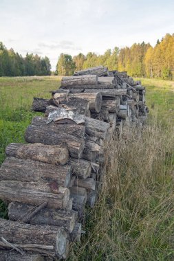 Çimlerin üzerinde eski bir odun yığını. Arka planda sonbahar ormanı. Doğa koruma kavramı. Seçici odaklanma. Kapat..