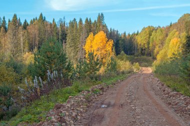 Sonbahar ormanı boyunca uzanan toprak bir yol. Tekerlek izleri. Güneşli bir akşam. Seçici odak.