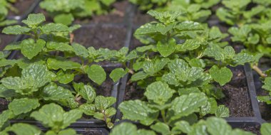 Genç çiçek fideleri. Bir serada büyümek. Seçici odaklanma. Kapat..