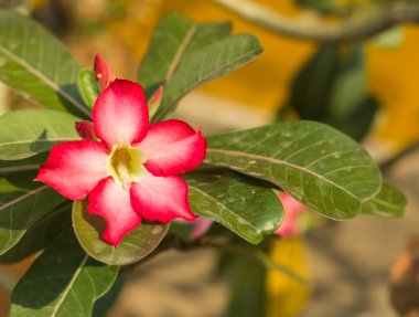 Açelya Çiçek bahçesinde